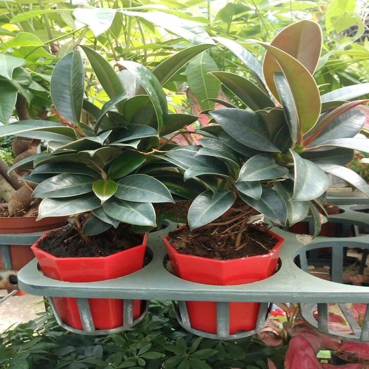 Cây đa búp đỏ cây đẹp chuẩn giống