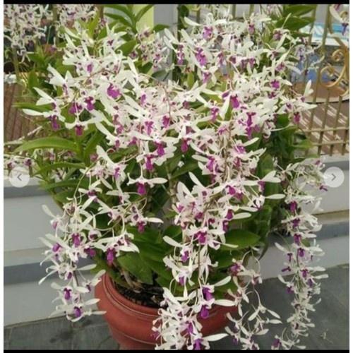 Cây giống DENDRO NẮNG BÀ LIỄU THƠM siêu thơm
