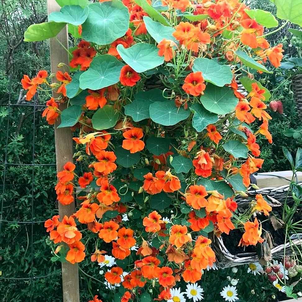 Hạt giống Sen Cạn Hà Lan gói 5h
