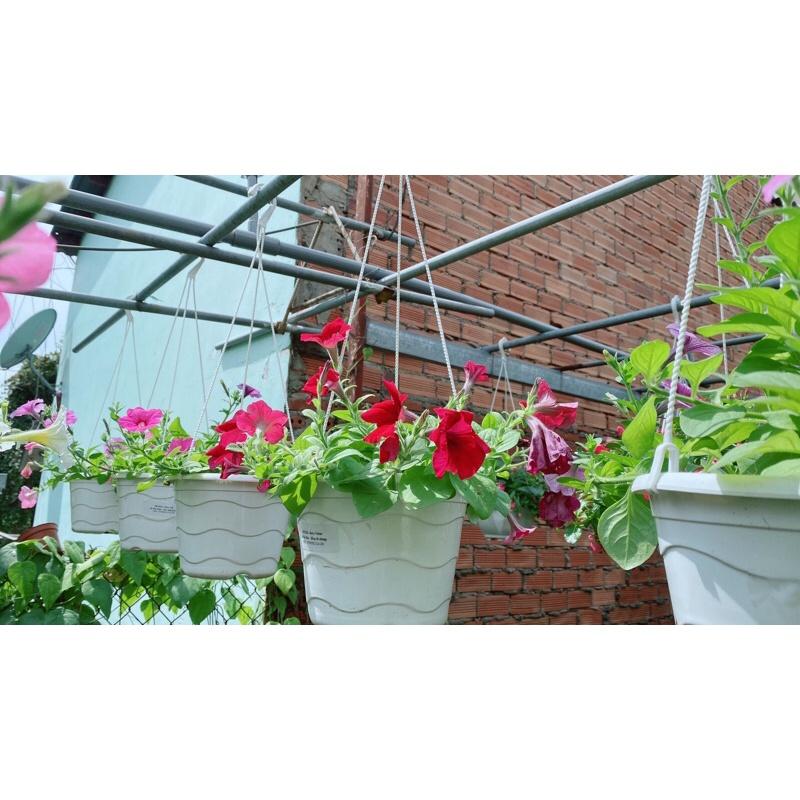 Chậu Dạ Yến Thảo