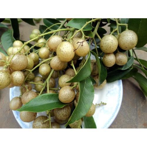 COMBO 2 CÂY GIỐNG CÂY MẮC MẬT , CAM KẾT GIỐNG CHUẨN F1