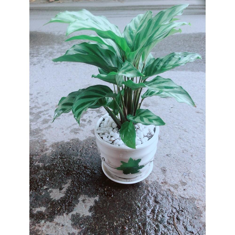 Chậu Đuôi Công Xanh