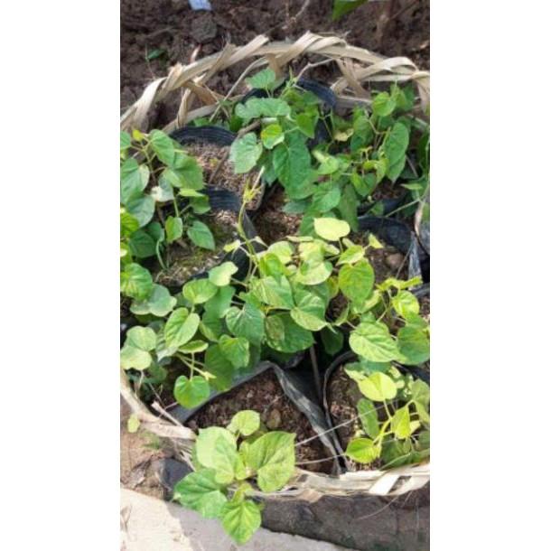 Sản phẩm CÂY GIỐNG THIÊN LÝ