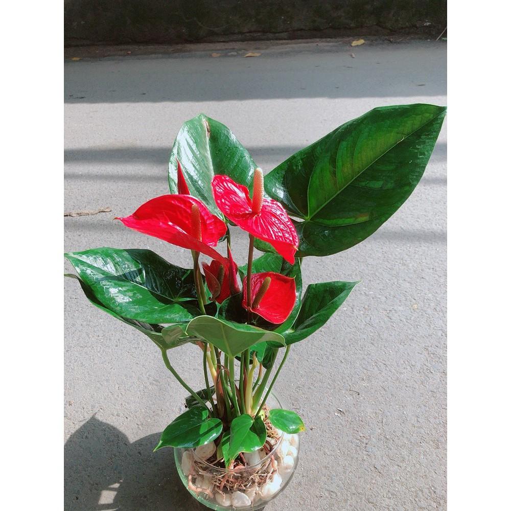 Chậu Cây Hồng Môn Thủy Sinh Size Lớn