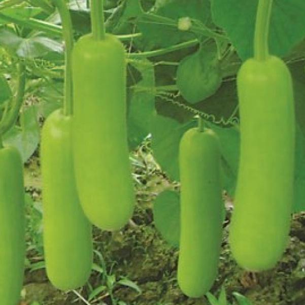 Combo 2 gói Hạt giống bầu lai siêu quả F1-gói 10 hạt/tặng kèm gói phân bón lót