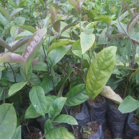 COM BO 3 BA KÍCH TÍM - cây giống gửi đi nguyên bầu