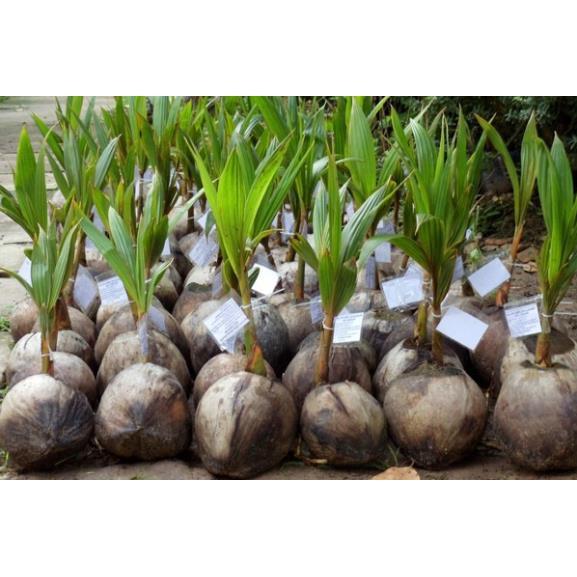 Cây giống DỪA XIÊN LÙN siêu quả - cây giống chuẩn F1