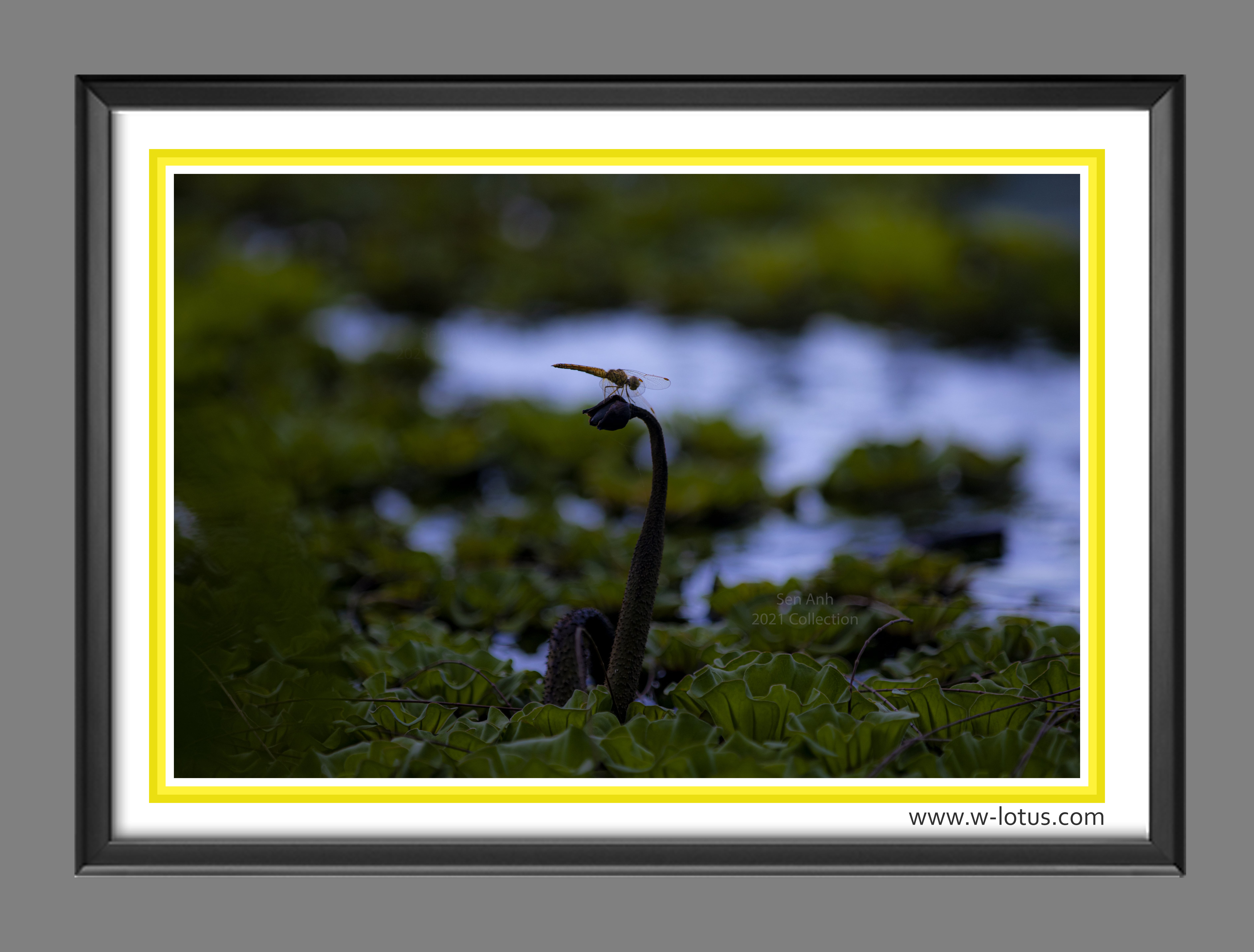 Tranh canvas hoa Sen treo phòng khách ST-00428