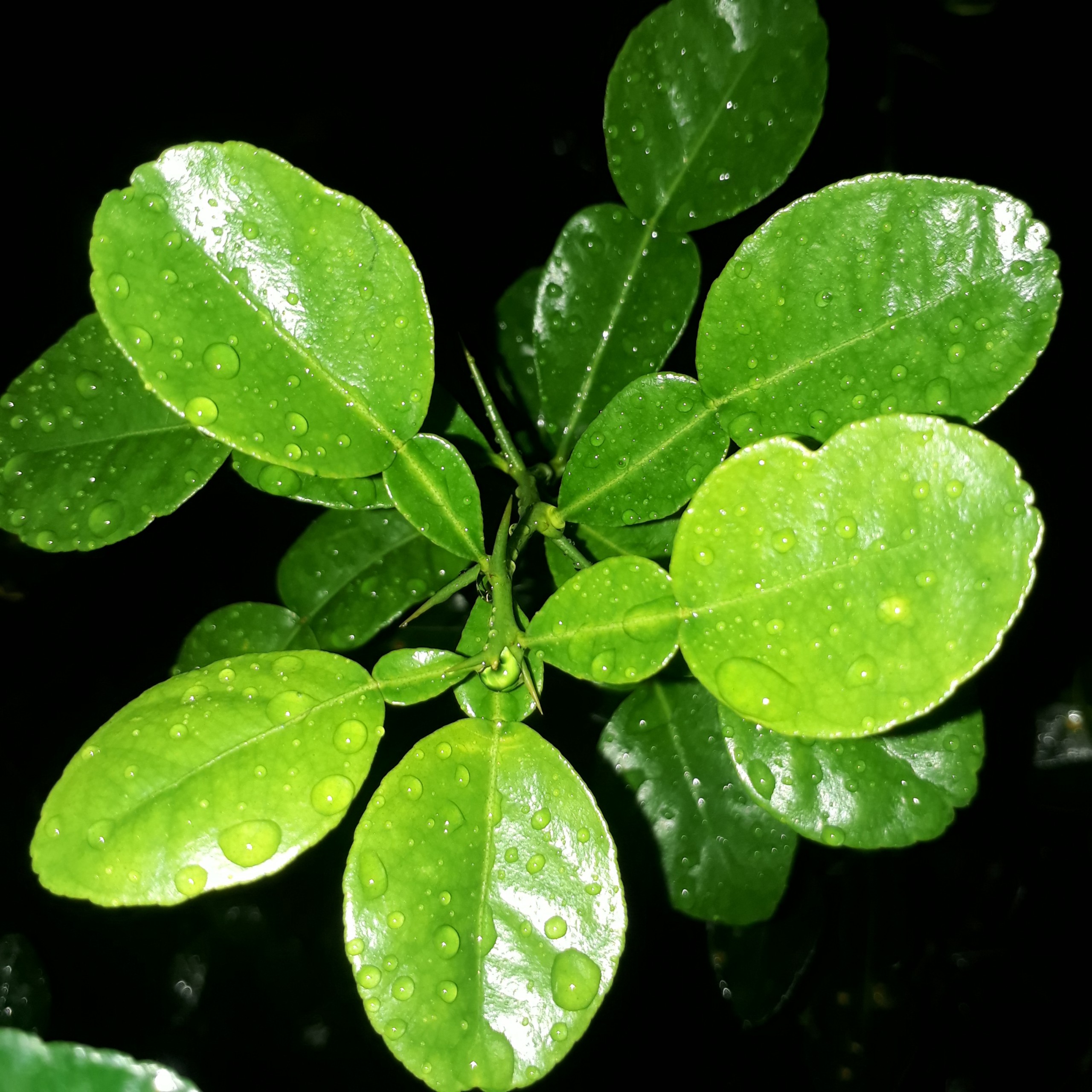 Cây Giống Chúc (Chanh Thái) Cao 20cm – Lá Thơm – Dễ Trồng – Dùng Làm Gia Vị Nấu Ăn
