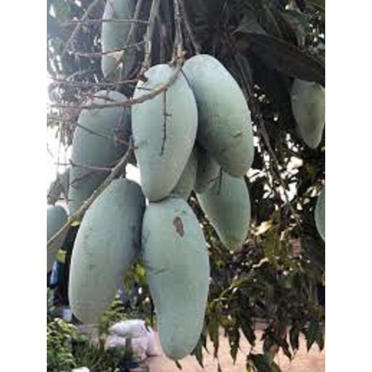 Cây giống XOÀI THÁI miền nam - Giống chuẩn F1 - Siêu sai quả ngon, ngọt