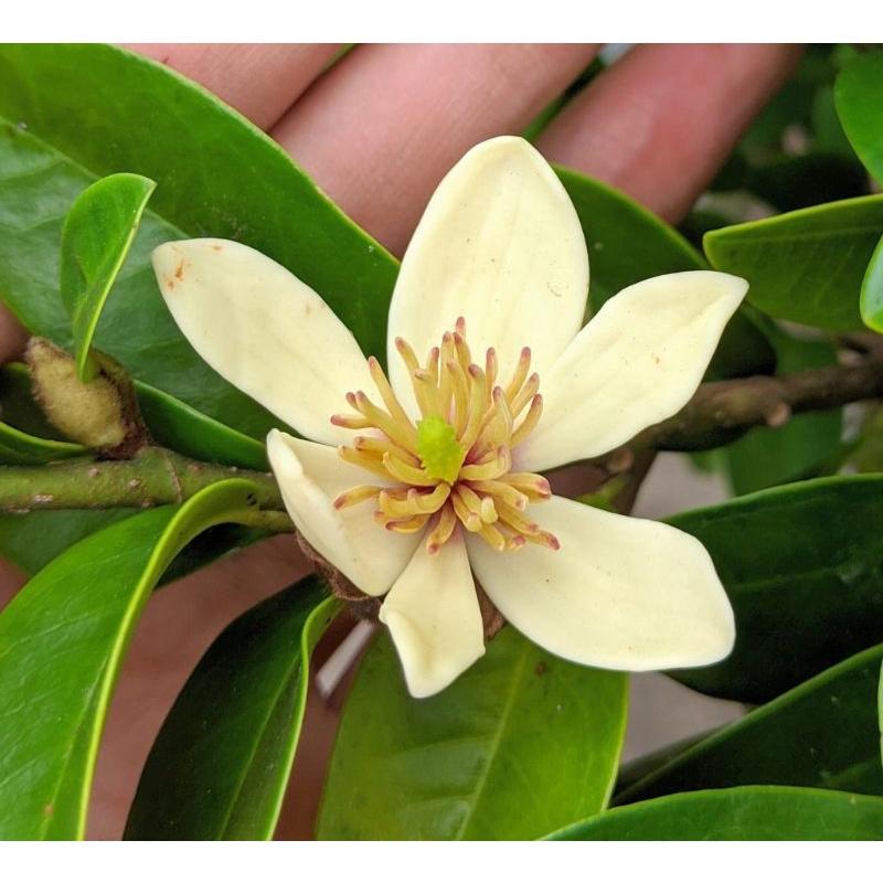 Cây giống hoa Lan Tiêu tím bắc cực thơm - cây giống nhỏ