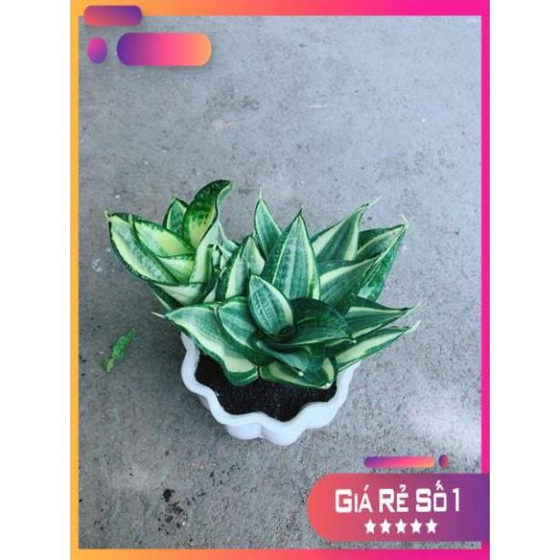 Chậu Lưỡi Hổ Thái