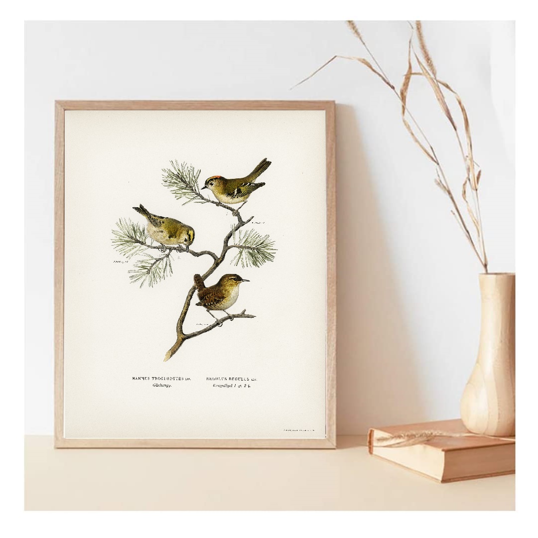 Tranh canvas treo tường Chim phong cách vintage cổ điển -Eurasian wren ,Tranh Canvas PVP-DC160, Có khung kèm theo.