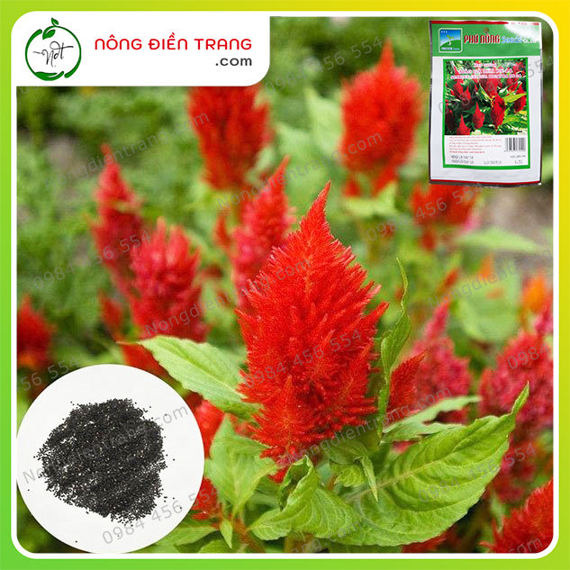 Hạt Giống Hoa Mào Gà Lửa Đỏ Phú Nông - Gói 500mg - Màu đỏ rực rỡ, đẹp, nở lâu, không phai màu VTNN Nông Điền Trang