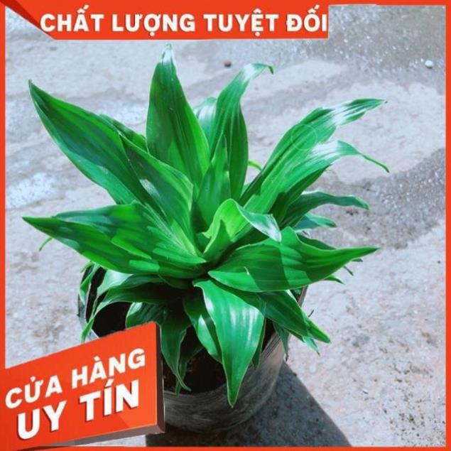 Cây Phát Tài