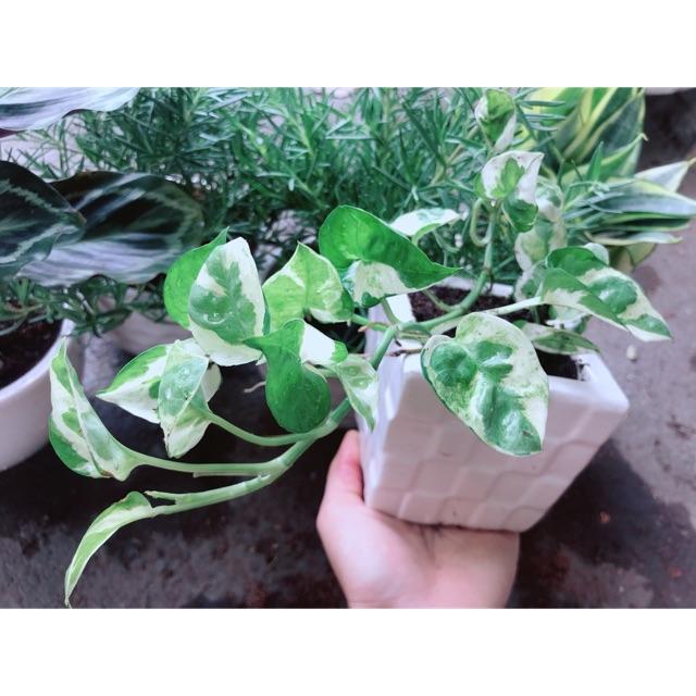 Chậu Cây Trầu Bà Cẩm Thạch