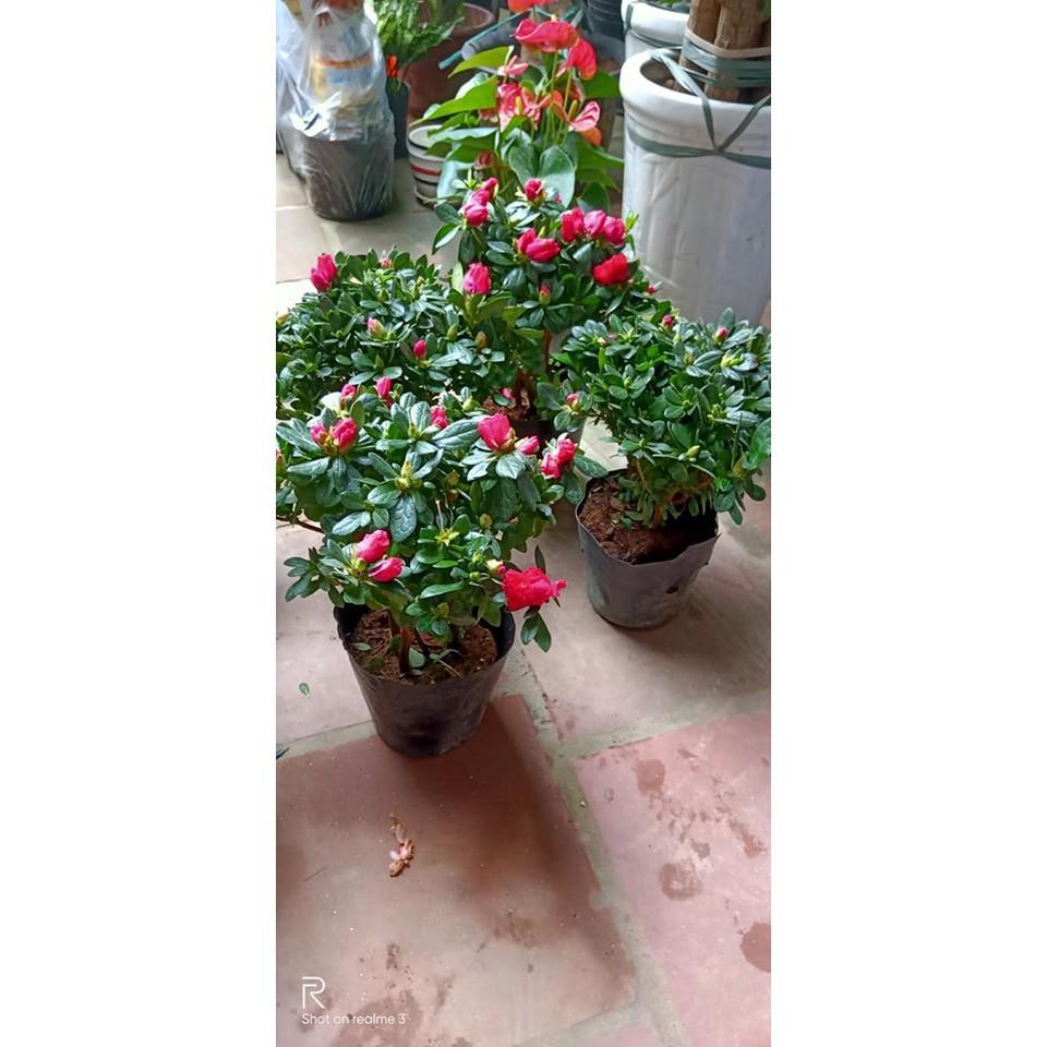 Sản phẩm CÂY HOA ĐỖ QUYÊN 1 cốt hoa to rực rỡ, để bàn quá đẹp luôn ạ
