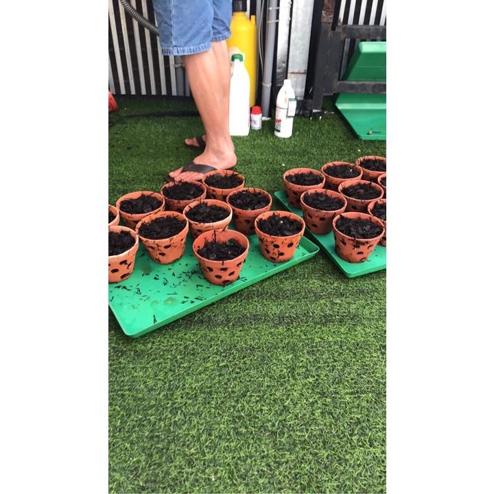 Khay nước làm mát dàn lan 50cmx50cmx3cm 10 cái