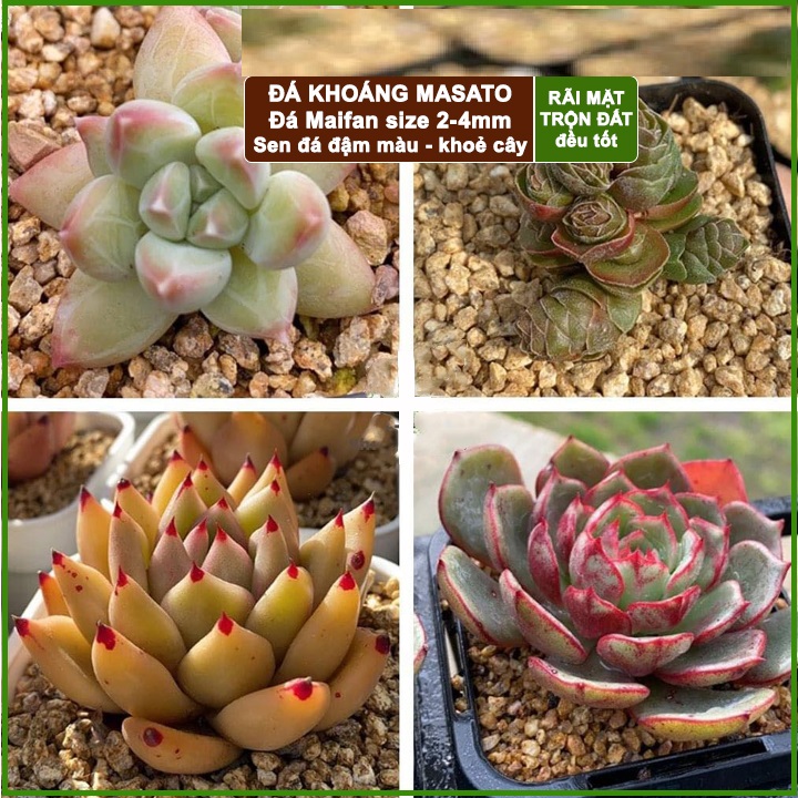 500GR - Đá Khoáng Maifan chuyên trồng Sen Đá, Xương Rồng, Bonsai - giữu Màu, Tạo Màu Hoa