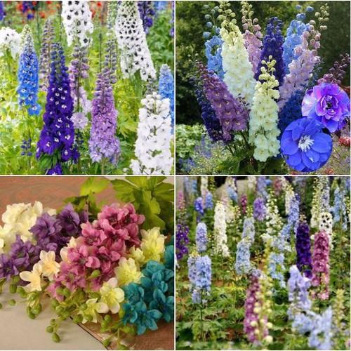 Hạt giống hoa phi yến nhiều màu - gói 50 hạt