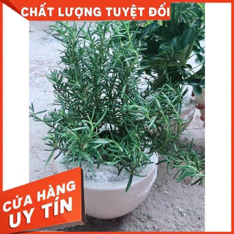 Chậu hương thảo Nhiều Người Mua