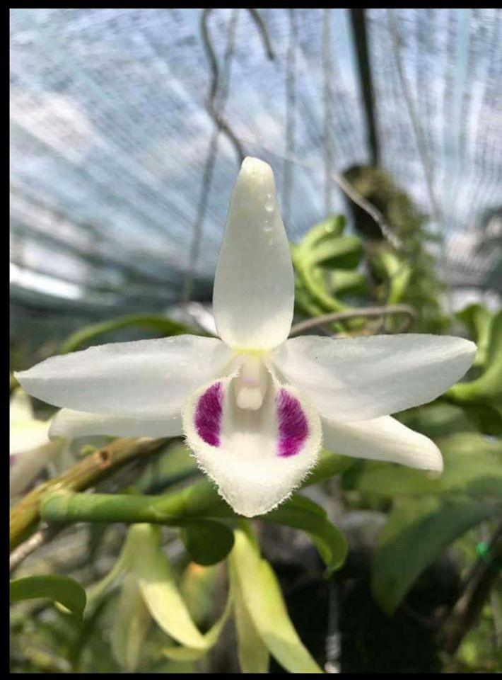 Phong lan phi điệp 5ct phú thọ