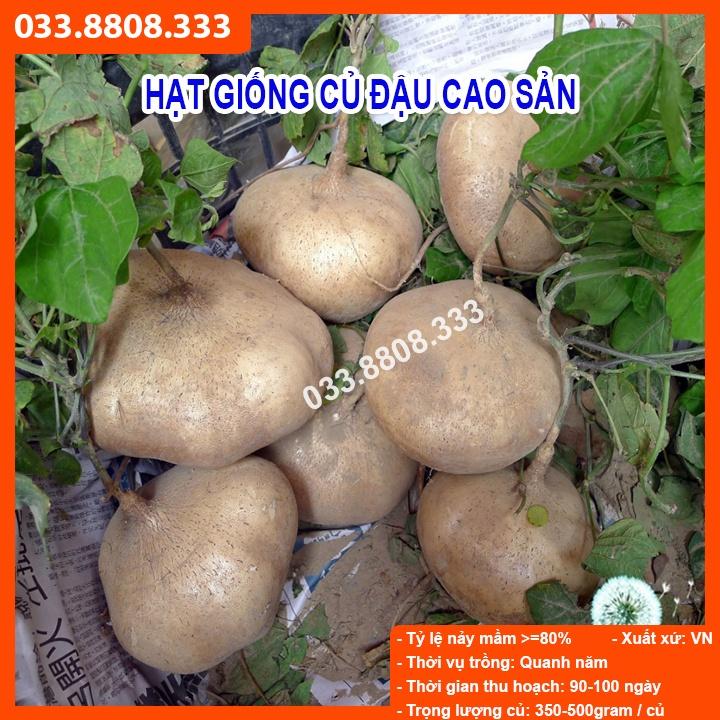 HẠT GIỐNG CỦ ĐẬU 100gram - Hạt giống tốt tỷ lệ nảy mầm cao, củ to đẹp