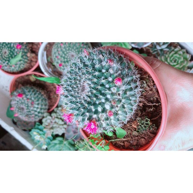 Xương Rồng Bánh Sinh Nhật Có Hoa