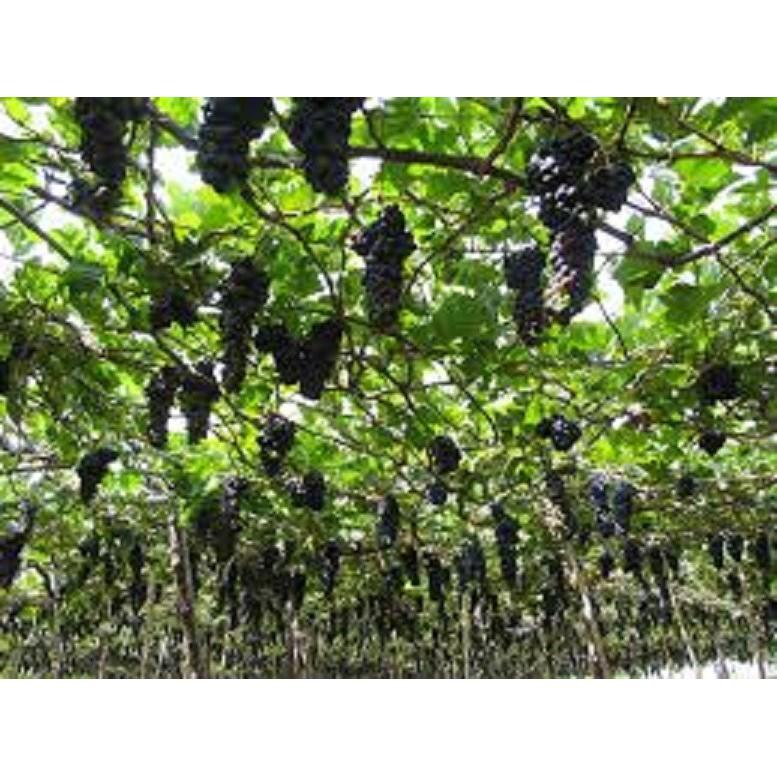 Cây giống NHO LEO PHÁP, NHO LÙN PHÁP - Hàng cây giống chuẩn F1