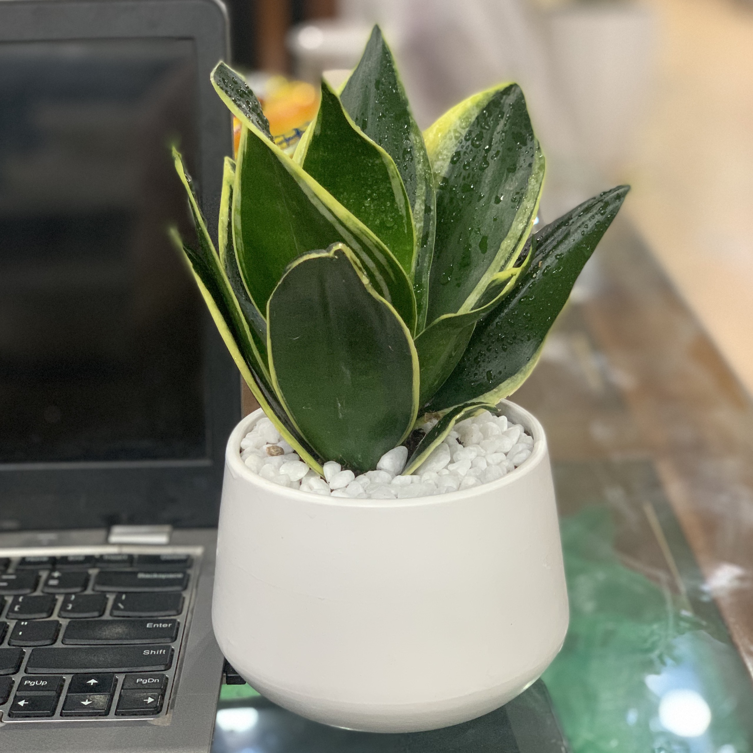 Cây Lưỡi Hổ Thái để bàn