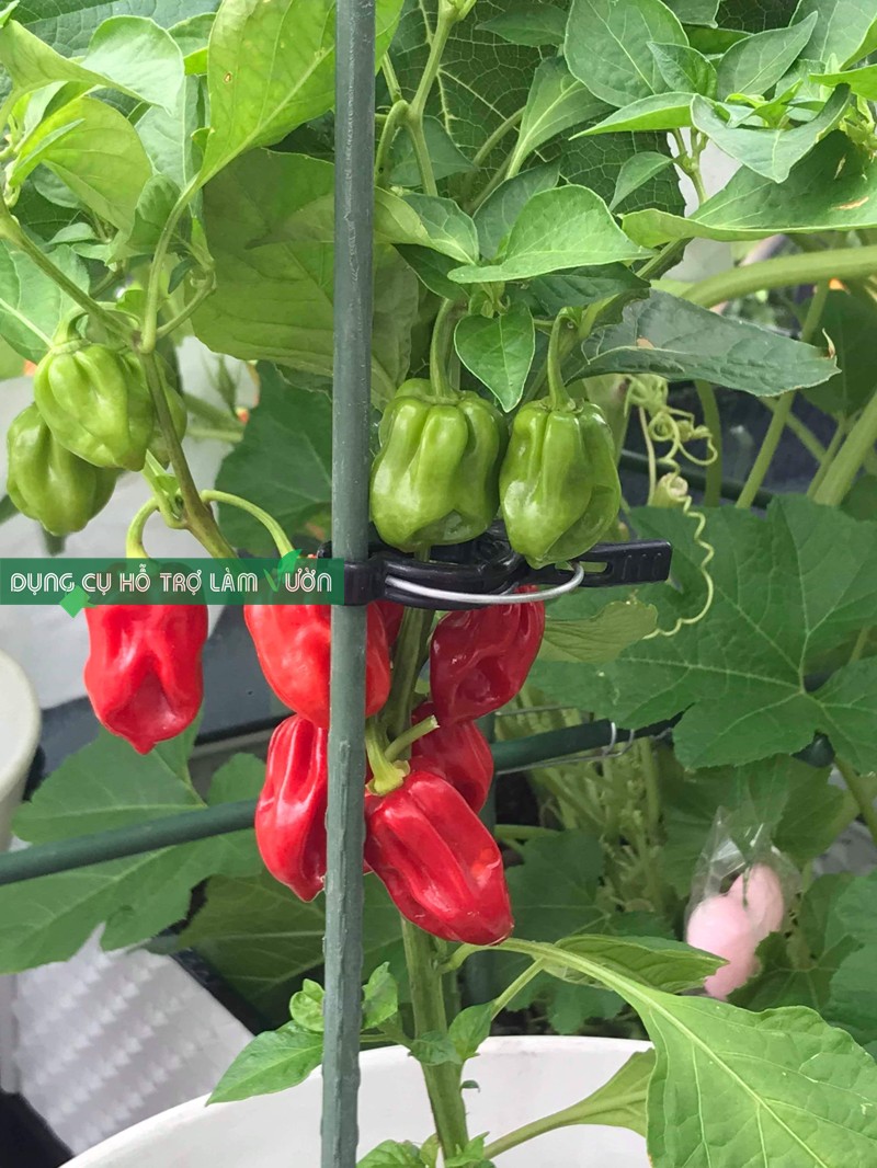 ỐNG LÕI THÉP BỌC NHỰA PHI 11, COMBO 10 ỐNG