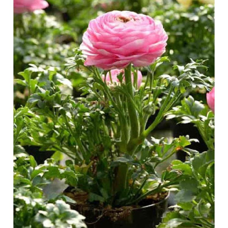 Củ hoa hồng mao lương màu hồng viền trắng