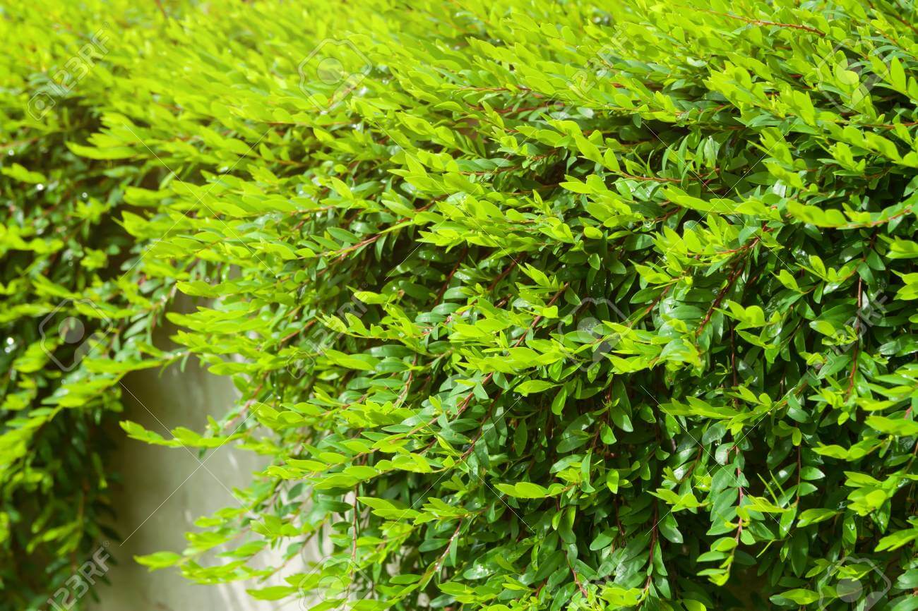 Cây Phyllanthus cochinchinensis Green Lightning chậu nhựa 10cm