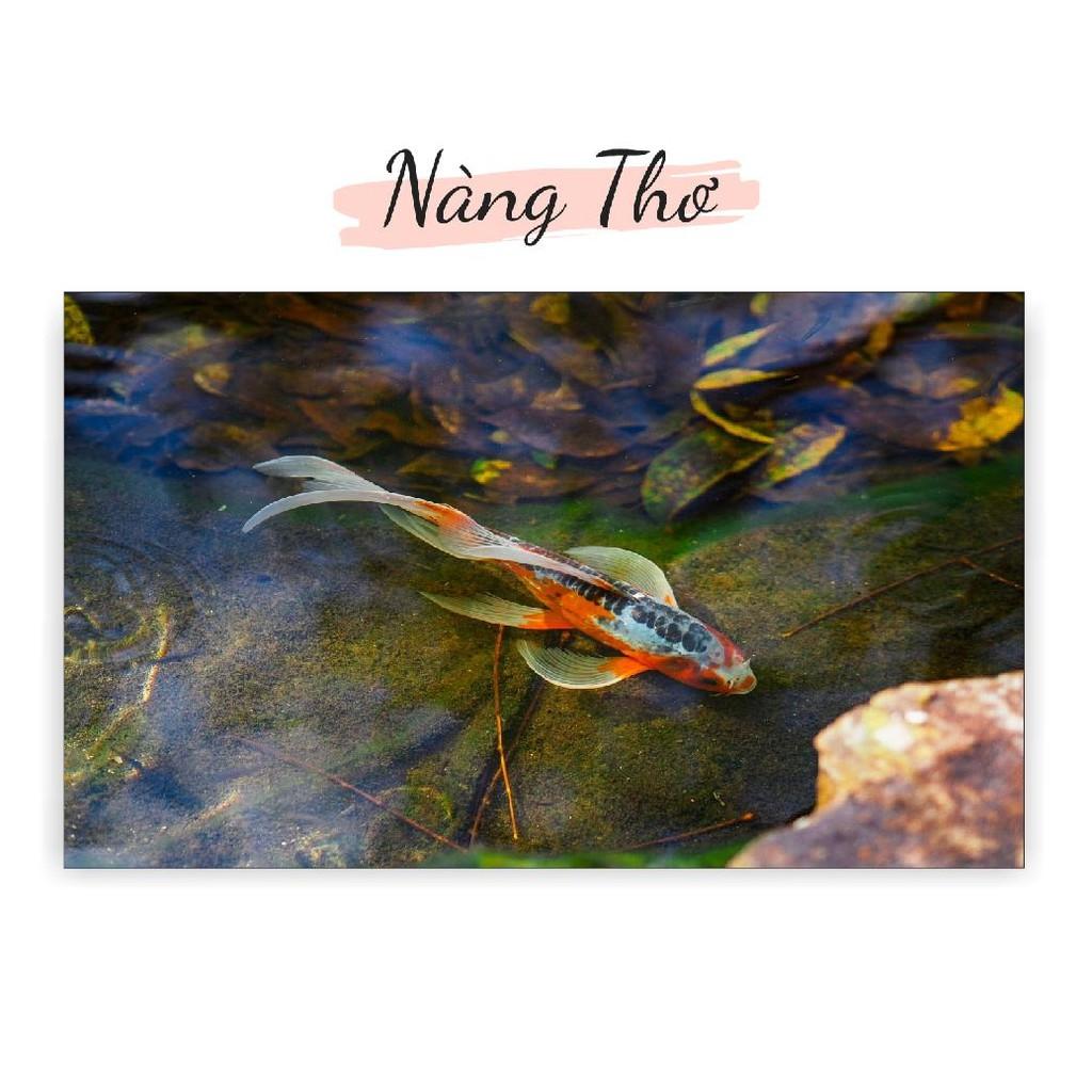 TRANH DECAL HÌNH CÁ KOI 3D DÁN HỒ CÁ NHIỀU KÍCH THƯỚC _THIẾT KẾ NÀNG THƠ
