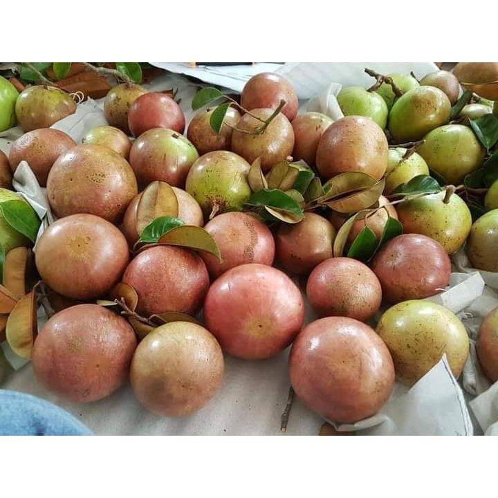 Cây Giống Vú Sữa Bơ Hồng Chín Vỏ Màu Hồng Phấn