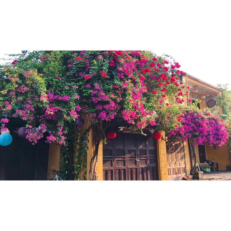 CÂY GIỐNG HOA BÔNG GIẤY