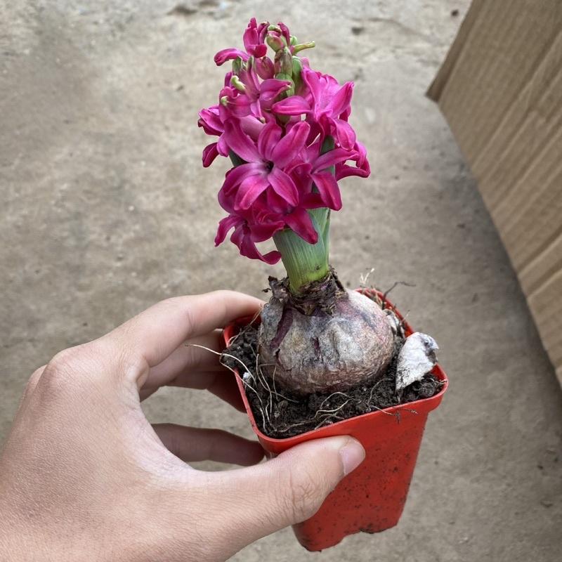 Củ hoa tiên ông đã lên mầm cao 10-15cm đang ra hoa thích hợp trang trí bàn làm việc , văn phòng