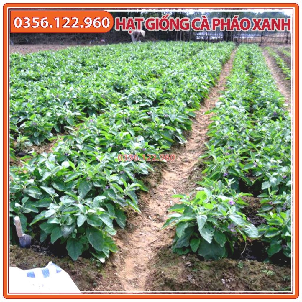 Hạt giống cà pháo xanh cao sản F1 - gói 2g
