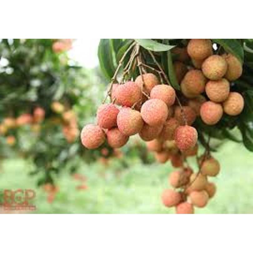 Cây giống VẢI THIỀU CHIẾT Cây giống chuẩn F1 gửi đi nguyên bầu