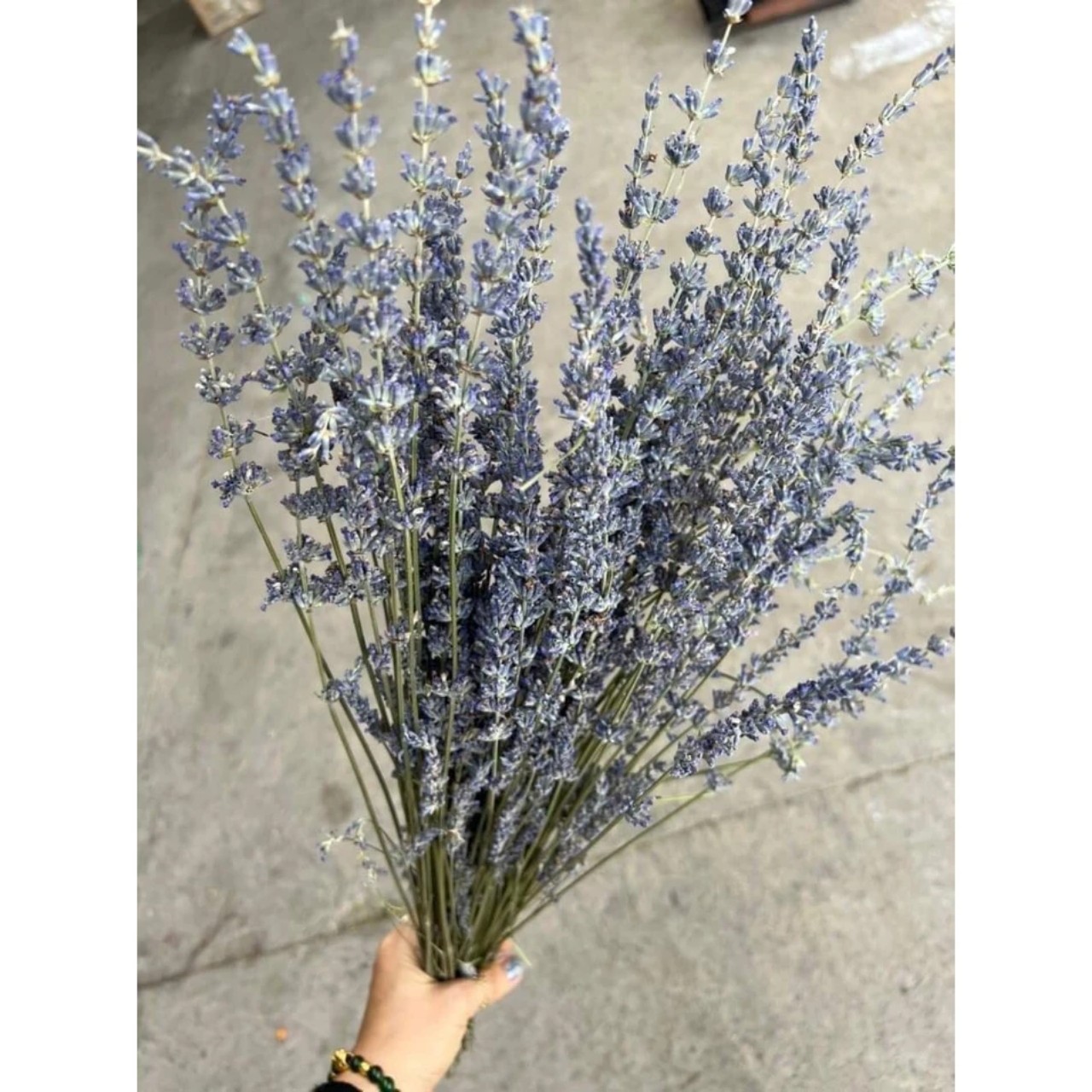 Bó Hoa Khô Lavender Thơm Dịu 100 Cành Hoa Oải Hương Vintage Trang Trí Décor Nhà Cửa Làm Quà Tặng Kỷ Niệm - HÀNG CHÍNH HÃNG MINIIN