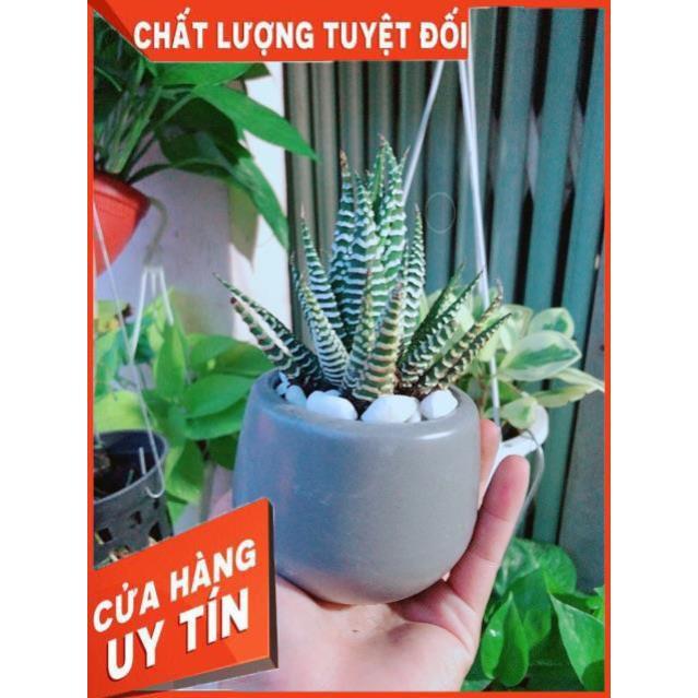 Chậu Móng Rồng