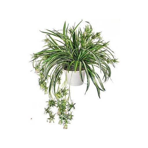 CHẬU CÂY LAN CHI  ĐẸP NHÀ, VƯỢNG KHÍ CHO GIA CHỦ