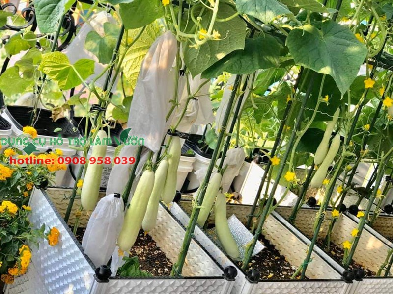 Túi bao trái KT 15*50cm gói 100 cái