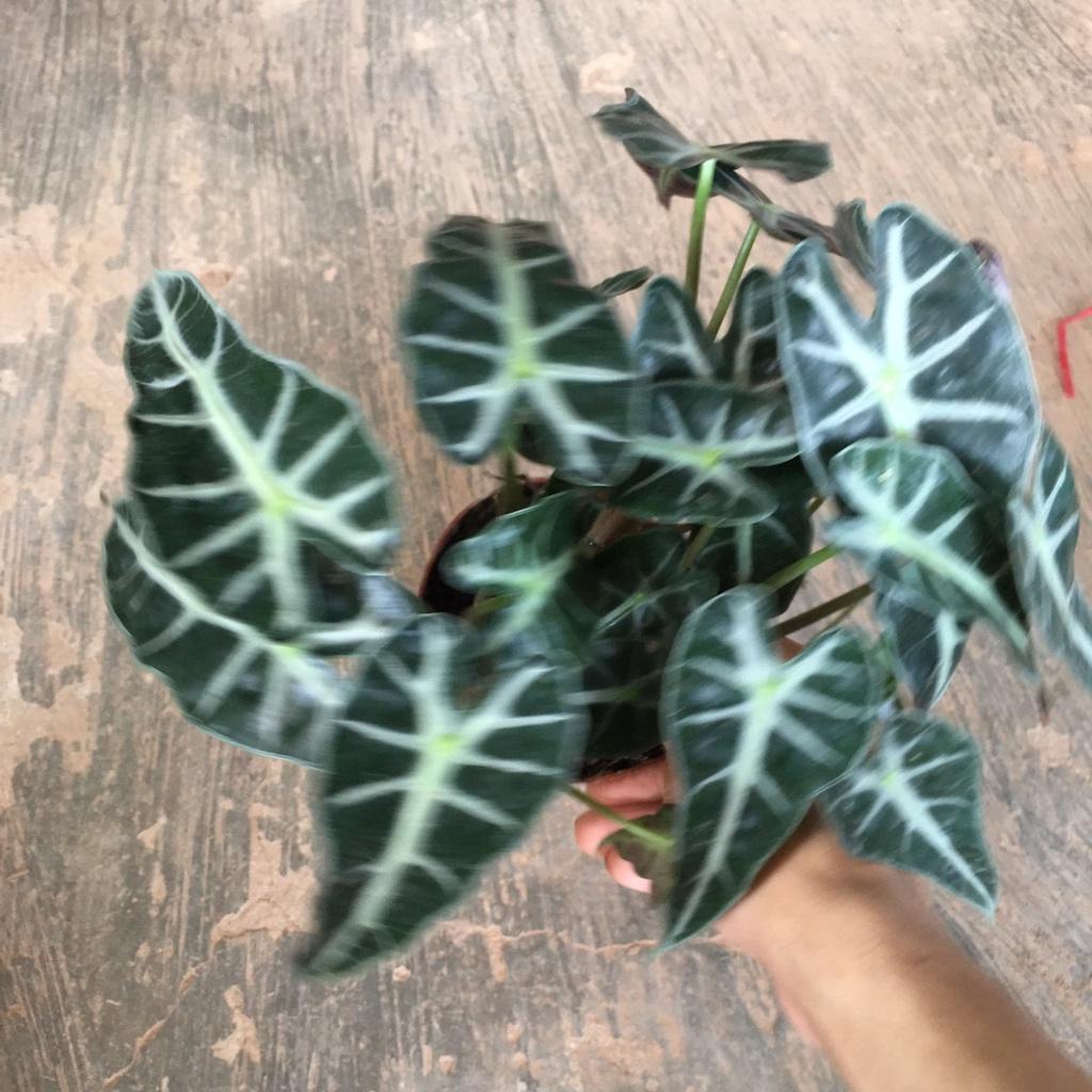 Cây Môn Tím Để Bàn,Trang Trí Phòng