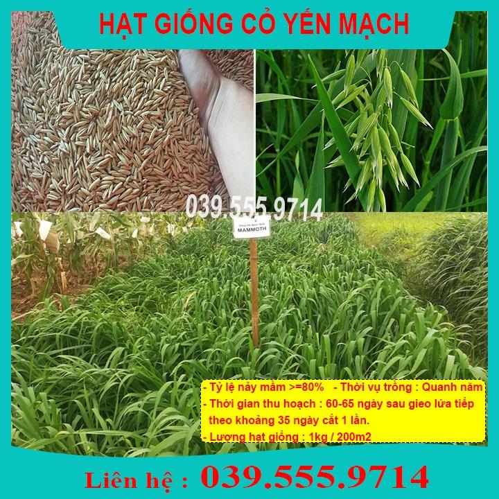 HẠT GIỐNG CỎ CHĂN NUÔI YẾN MẠCH 1Kg- Cỏ Chịu Lạnh - CCN - CS