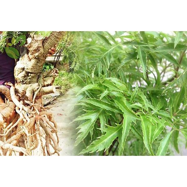 Combo 3 cây giống đinh lăng