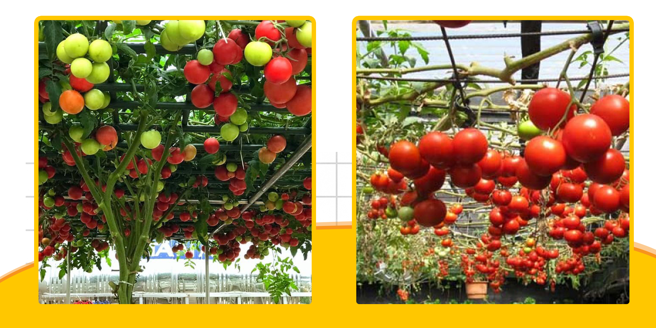 Hạt giống Cà Chua Bạch Tuột Tăng Trưởng Tốt Và Cho Quả Liên Tục Cho Đến Hết Quá Trình Sinh Trưởng - Nông Sản Vàng