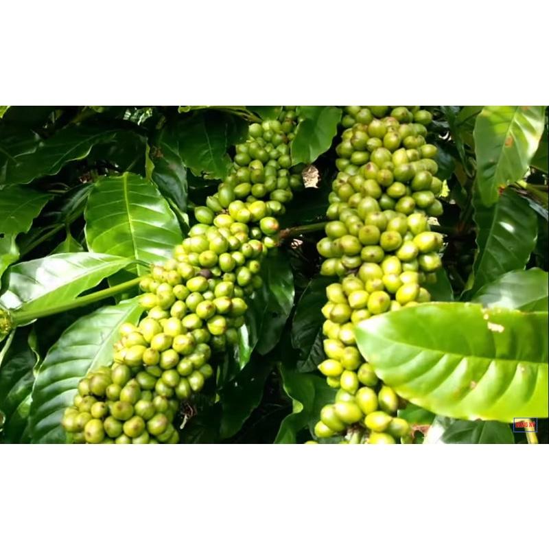 1 KG HẠT GIỐNG CÀ PHÊ VỐI CAO SẢN LÁ XOÀI HẠT TUYỂN CHỌN BAO NẢY MẦM.