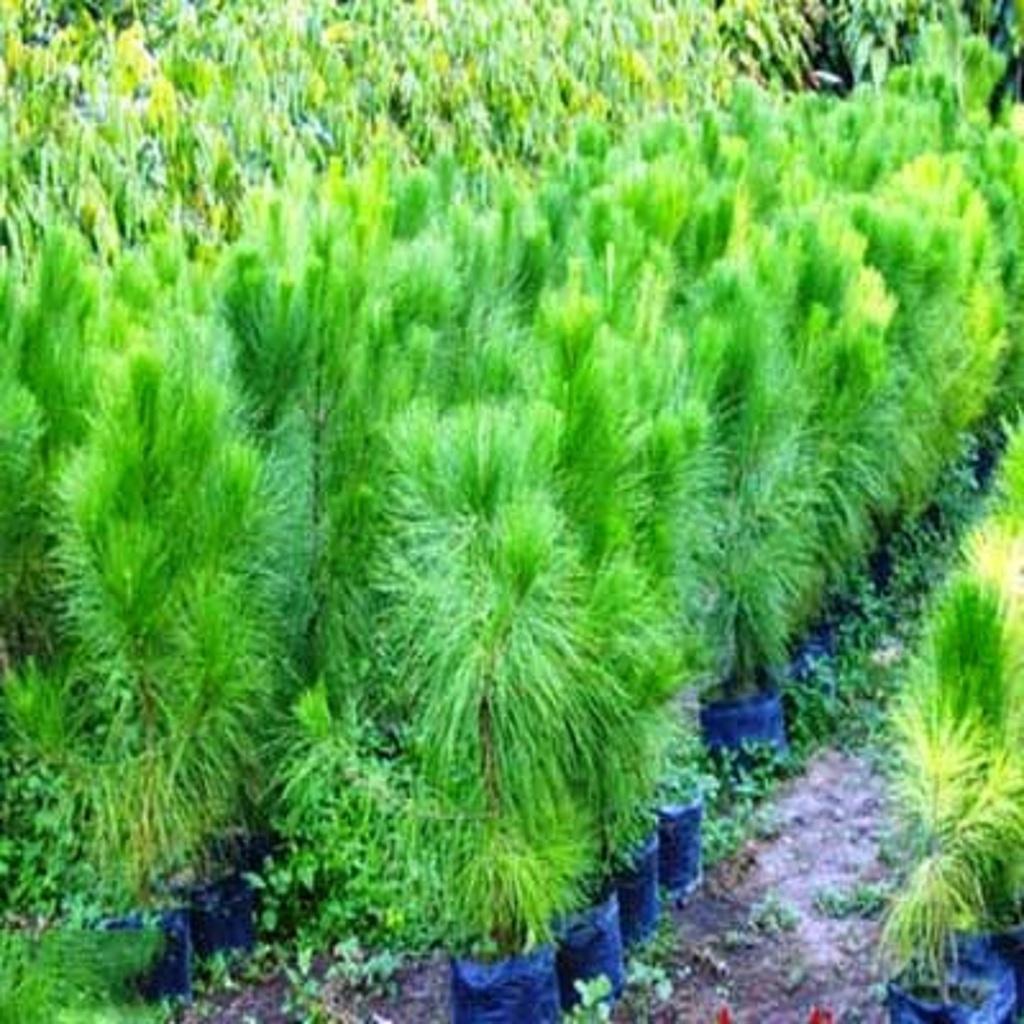0,5 KG HẠT GIỐNG CÂY THÔNG CARIBe .(