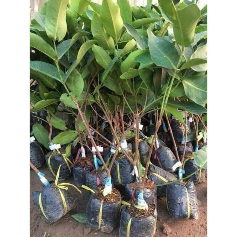 Cây giống roi tím Mận tím). )